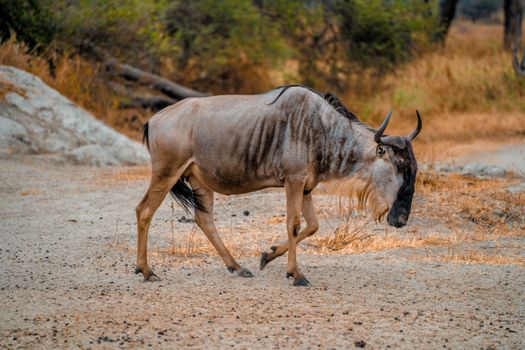 Olduvai Gorge with archaeologist — Serengeti