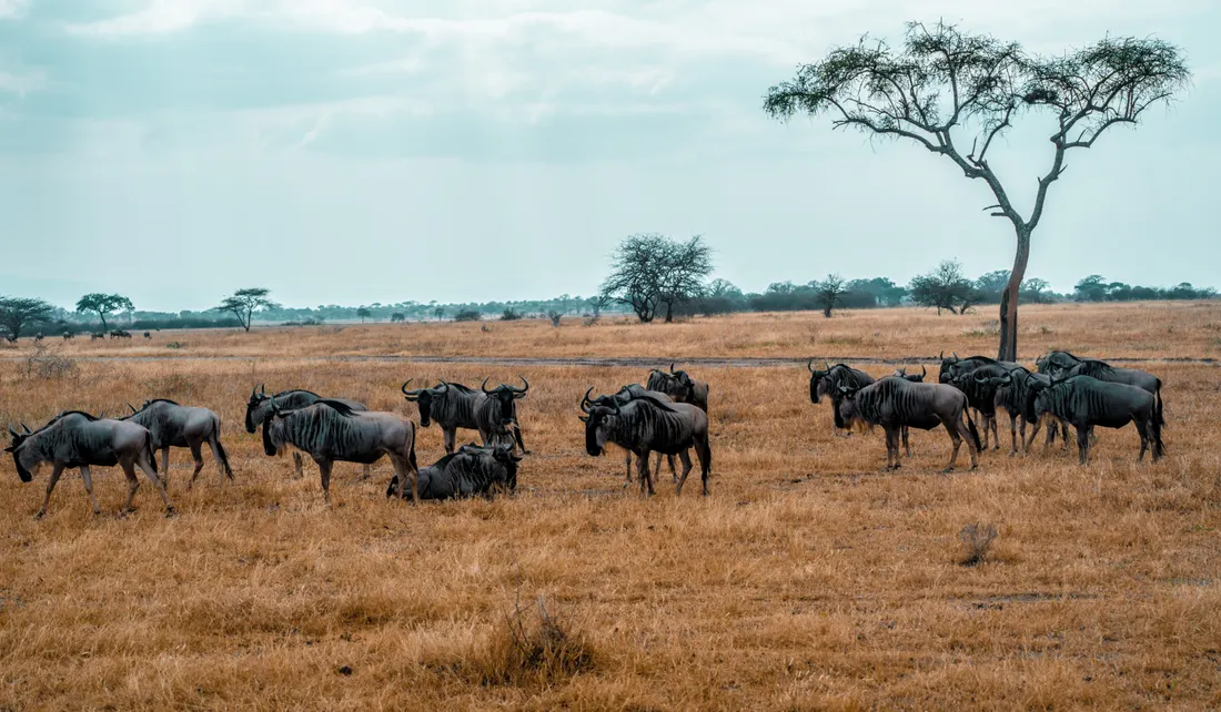 The Serengeti