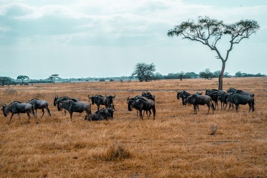 Serengeti private game drives — Serengeti
