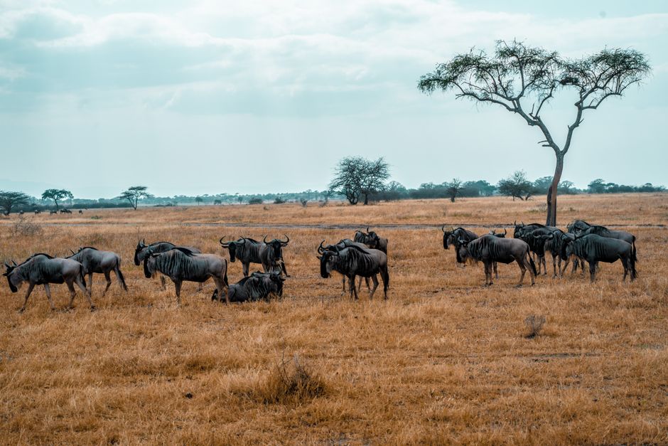 A herd of wildebeest grazing in the savanna of Arusha Region, Tanzania under a vast sky.