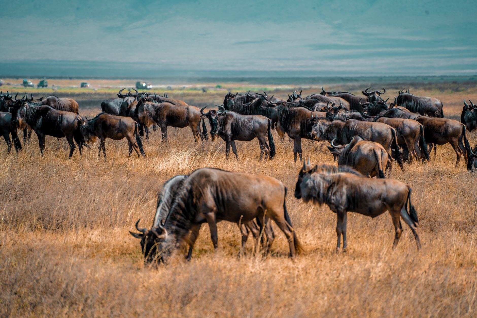 Serengeti, Tanzania
