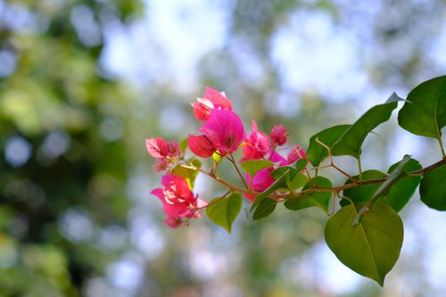 Free Close-up of vibrant pink bougainvillea flowers against a blurred natural green background. Stock Photo