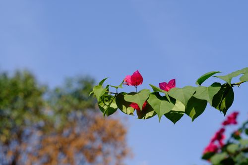 Free Close-up of vibrant bougainvillea flowers and leaves against a bright blue sky. Stock Photo