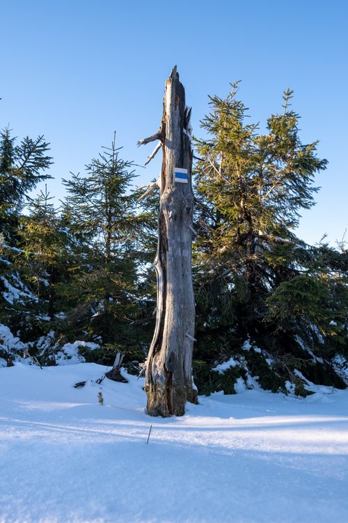 Free A scenic winter landscape with a bare tree and snow in Vysočina Region, Czech Republic. Stock Photo