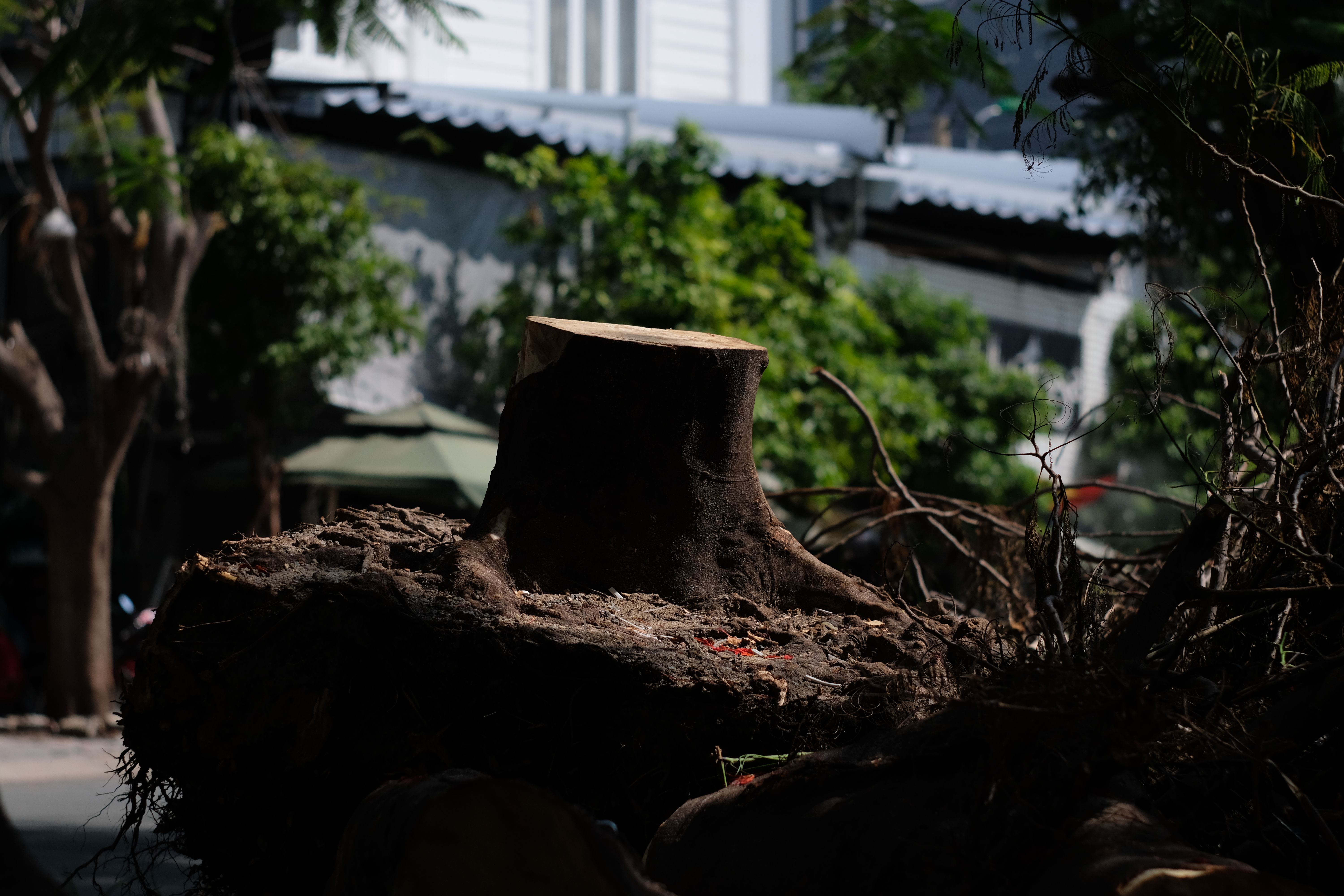Full Stump Removal