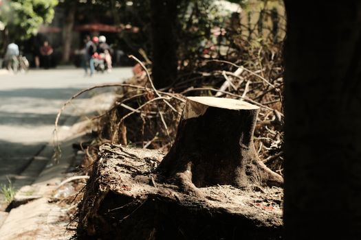 Tree Trunk by Roadside