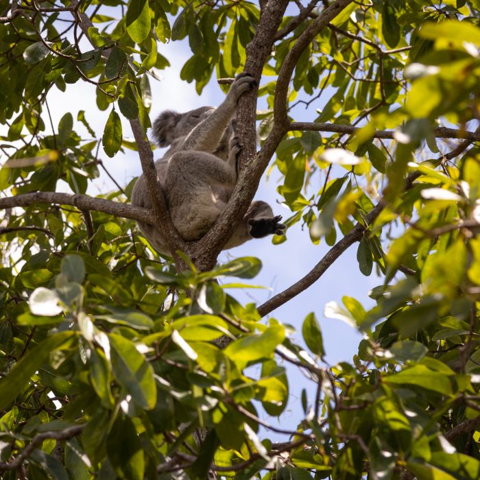 Koala resting in a eucalyptus tree, South Australia