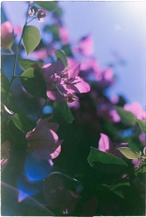 Fotobanka s bezplatnými fotkami na tému kvety, lens flare, listy