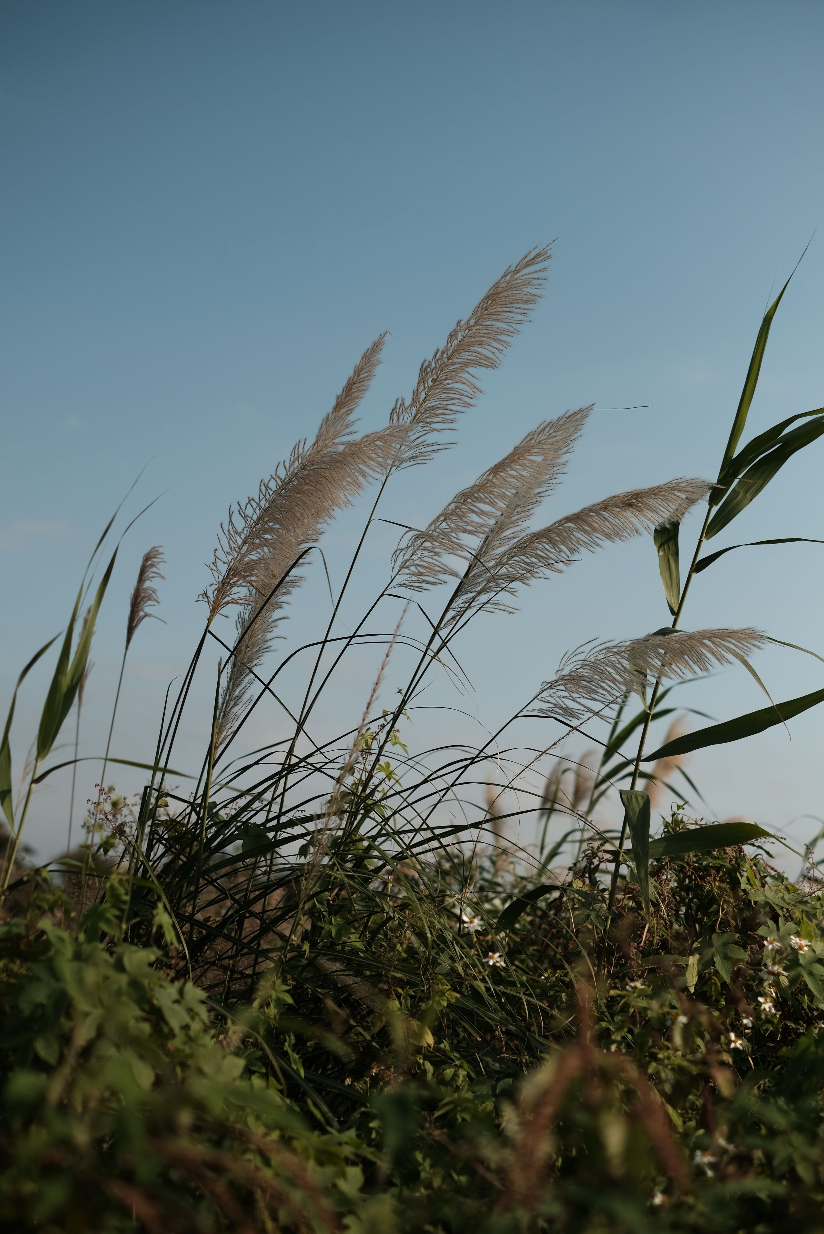 Close up of Rushes · Free Stock Photo