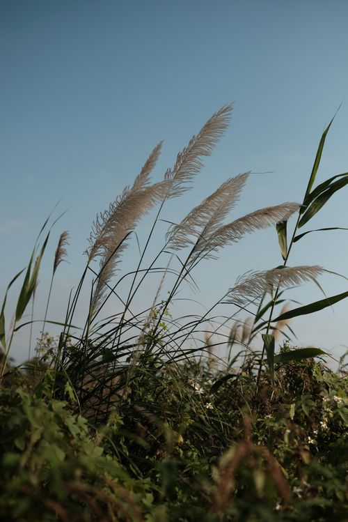 Free Serene view of tall grass against a clear blue sky on a sunny day. Stock Photo
