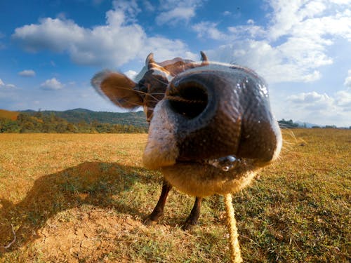 Fotobanka s bezplatnými fotkami na tému GoPro, krava