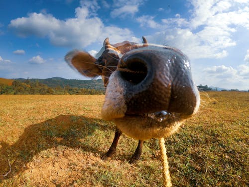 Free stock photo of cow, gopro