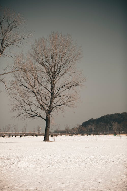光禿禿的樹木, 冬季, 垂直拍攝 的 免費圖庫相片