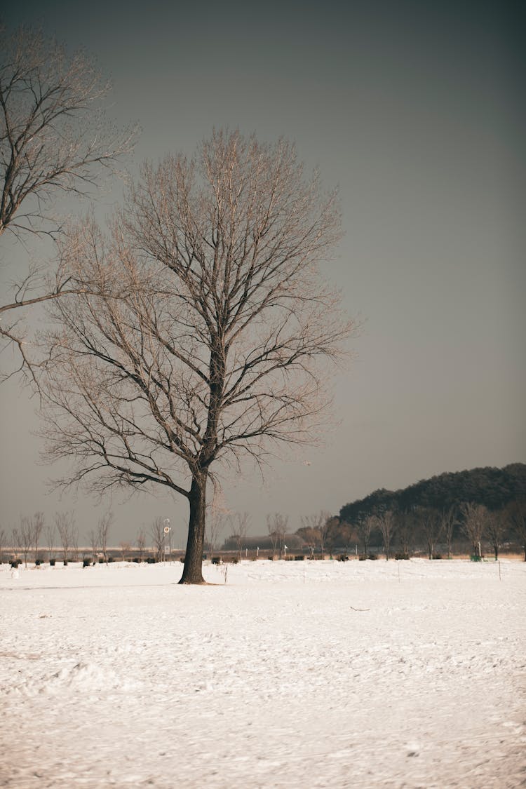 Bare Trees On Snow Covered Ground 