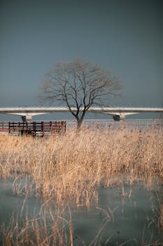 Serene winter landscape featuring a lone tree and bridge over icy waters in Yangyang, South Korea.