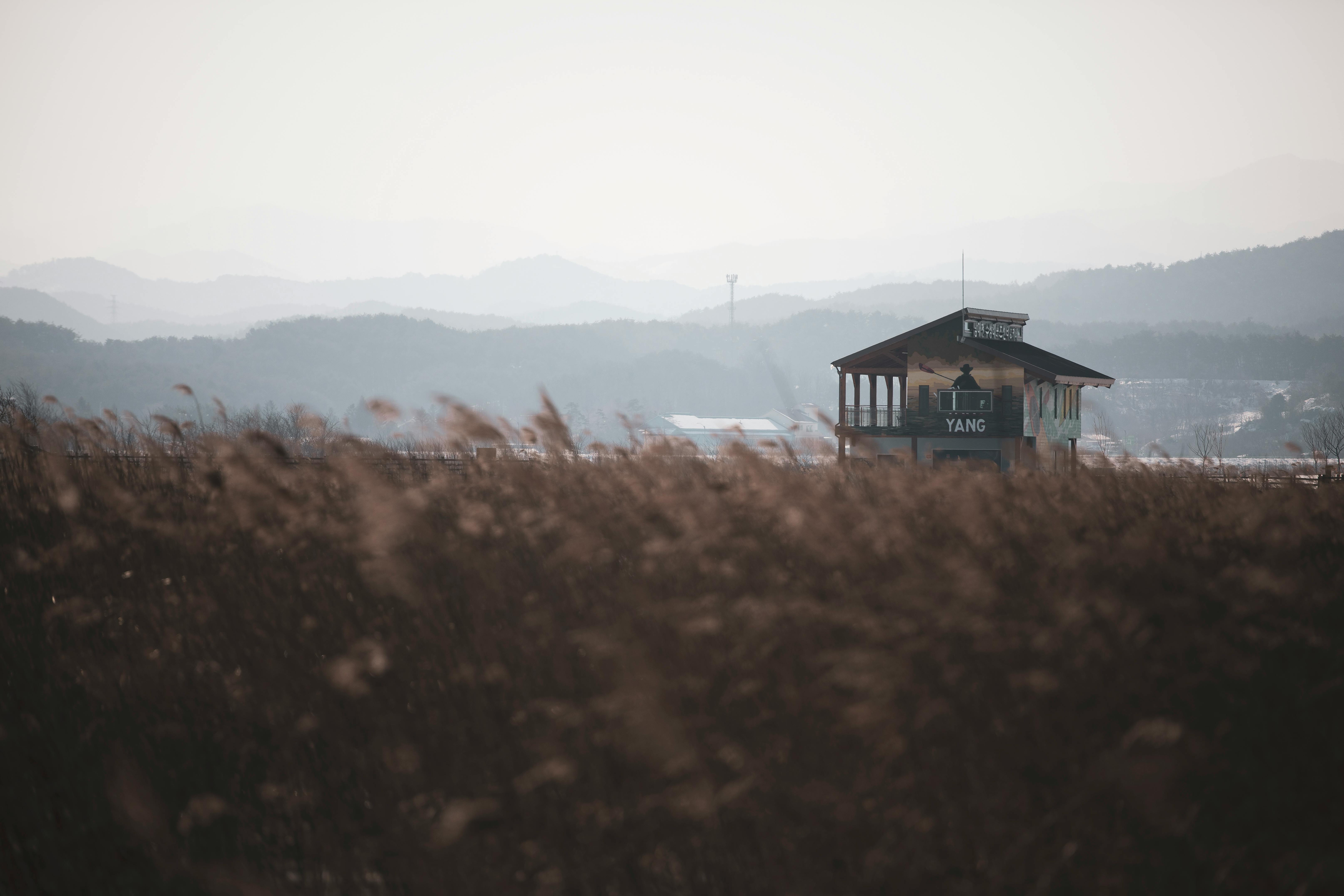 Rushes and Building behind · Free Stock Photo
