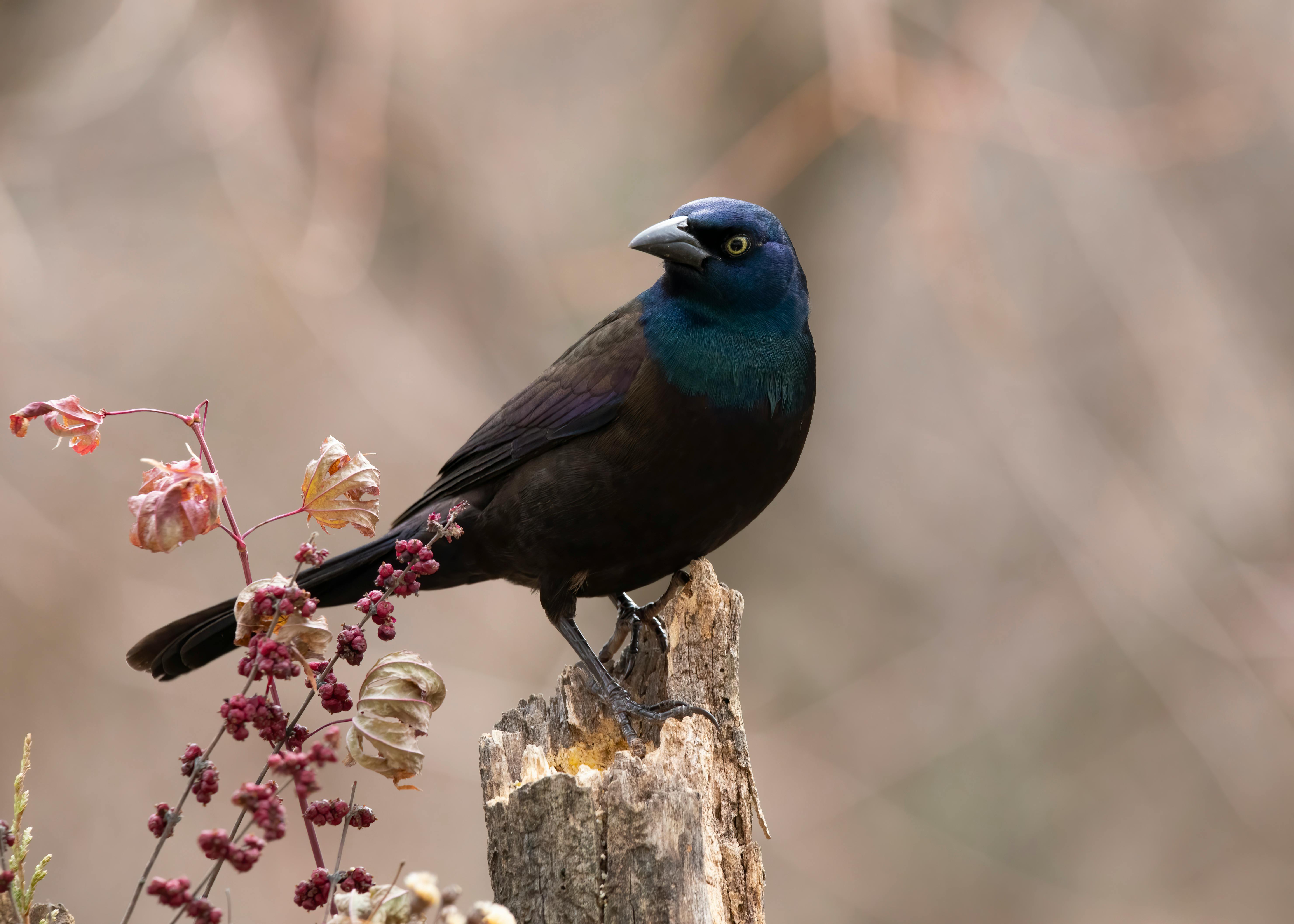 Common Grackle Photos, Download The BEST Free Common Grackle Stock