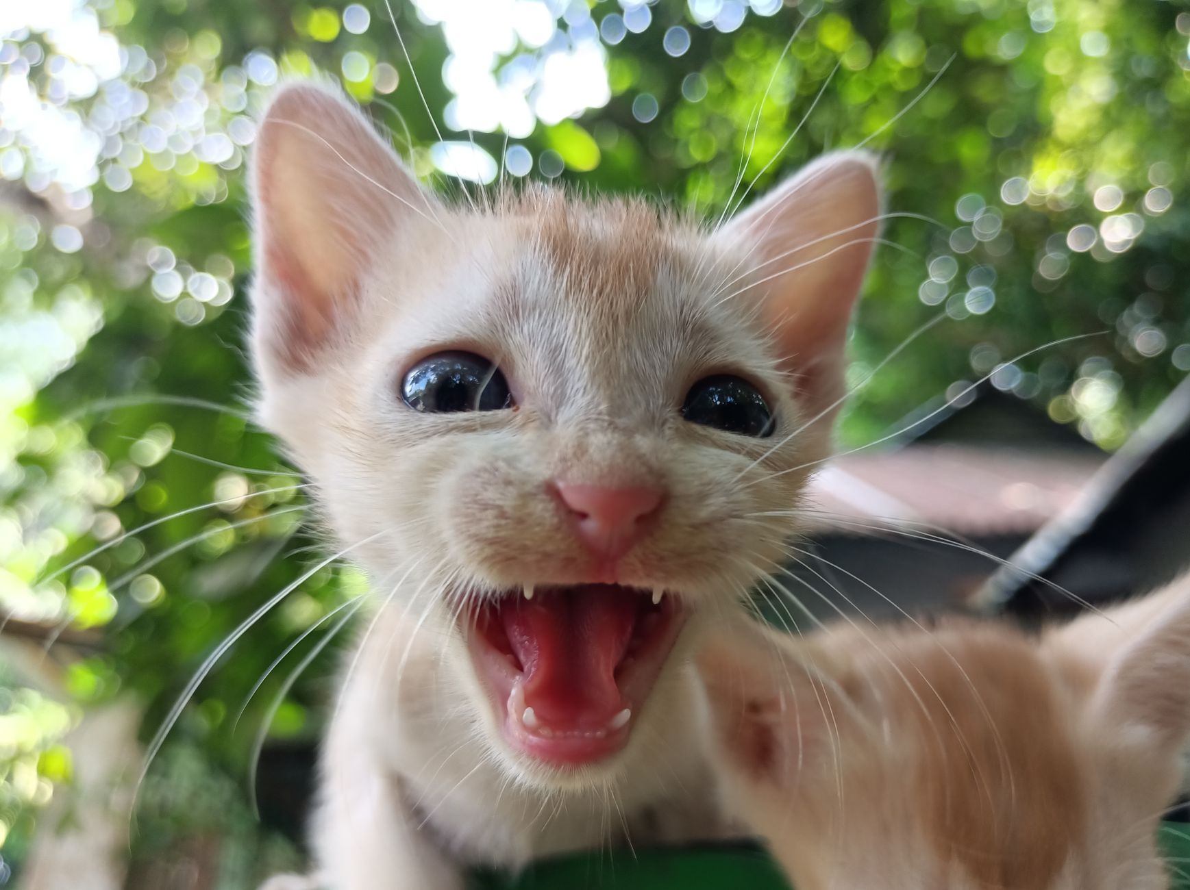 Healthcare and wellness consultation for a cat