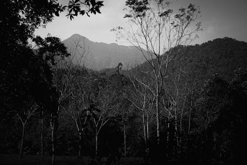 A Grayscale of Trees in a Forest