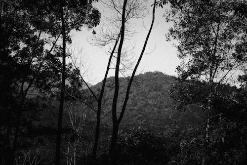 A Grayscale of Trees in a Forest