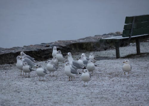 Photograph of Gulls near a Bench