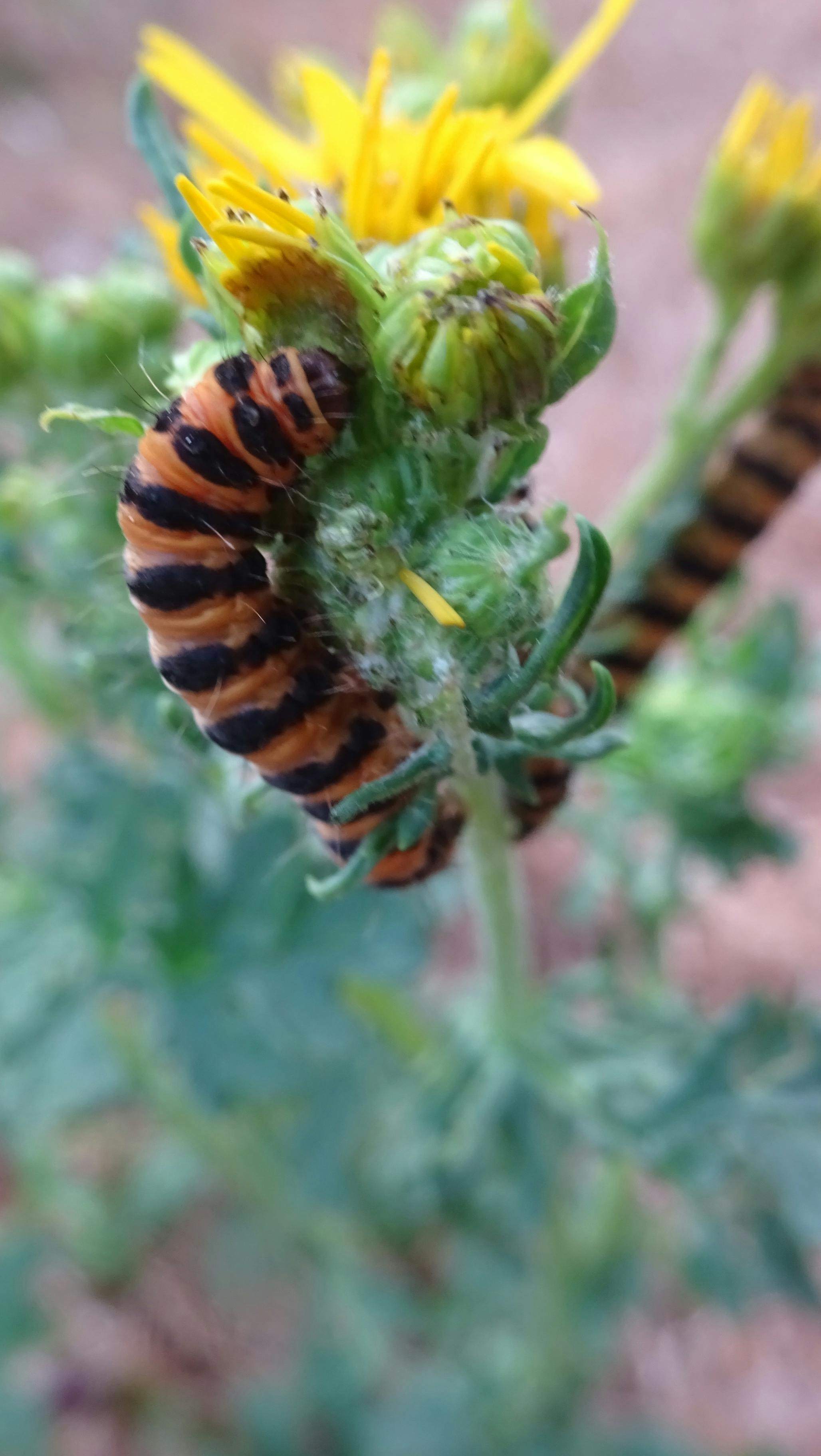 Free stock photo of caterpillar, nature photography, wildlife