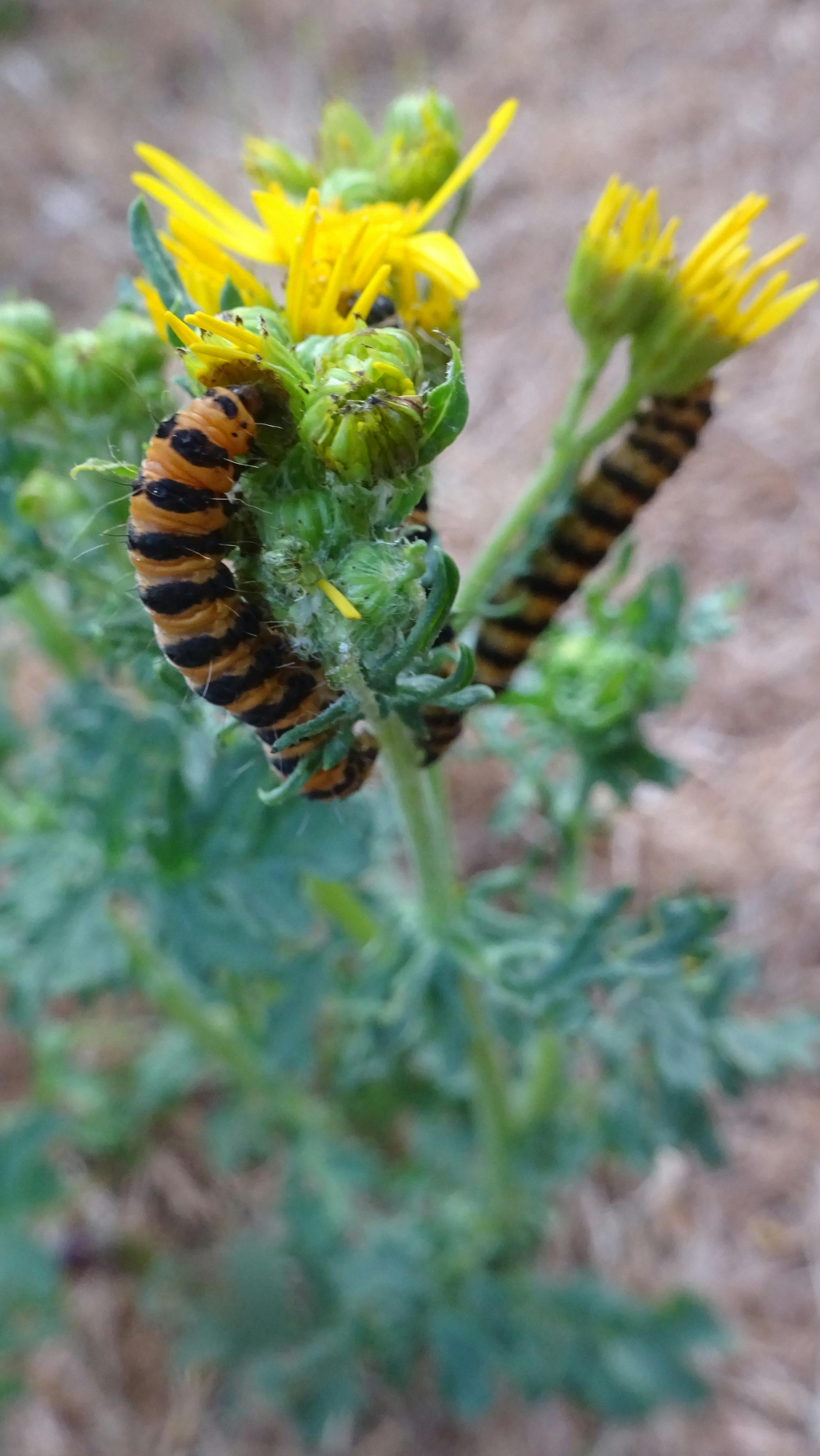 Free stock photo of caterpillar, nature photography, wildlife