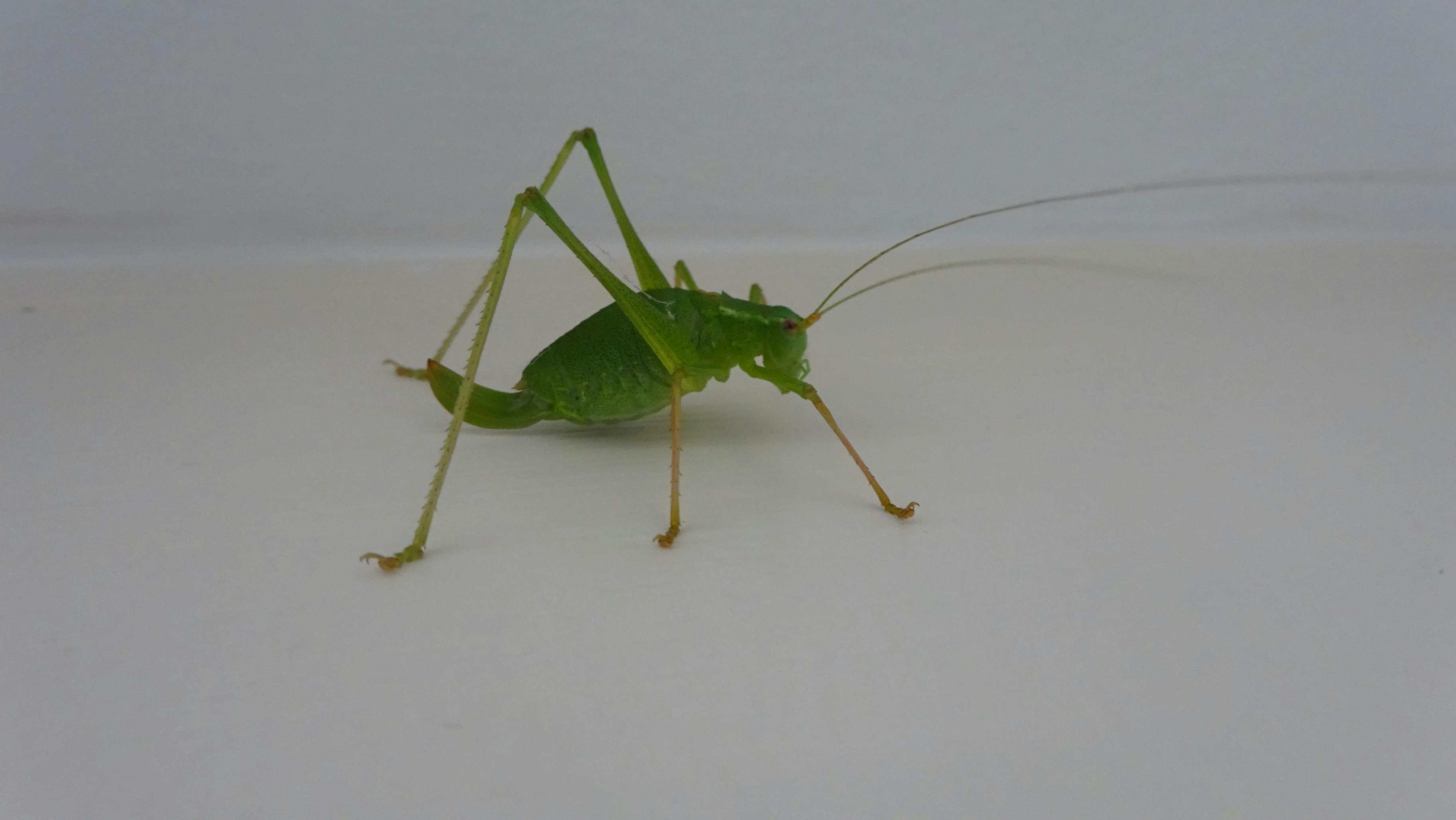 Free stock photo of grasshopper, nature photography, wildlife