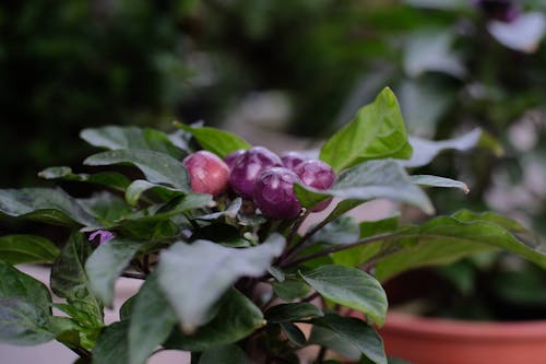 Fruit on Plant Leaves