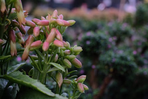 Kostnadsfri bild av anläggning, blommor, färsk