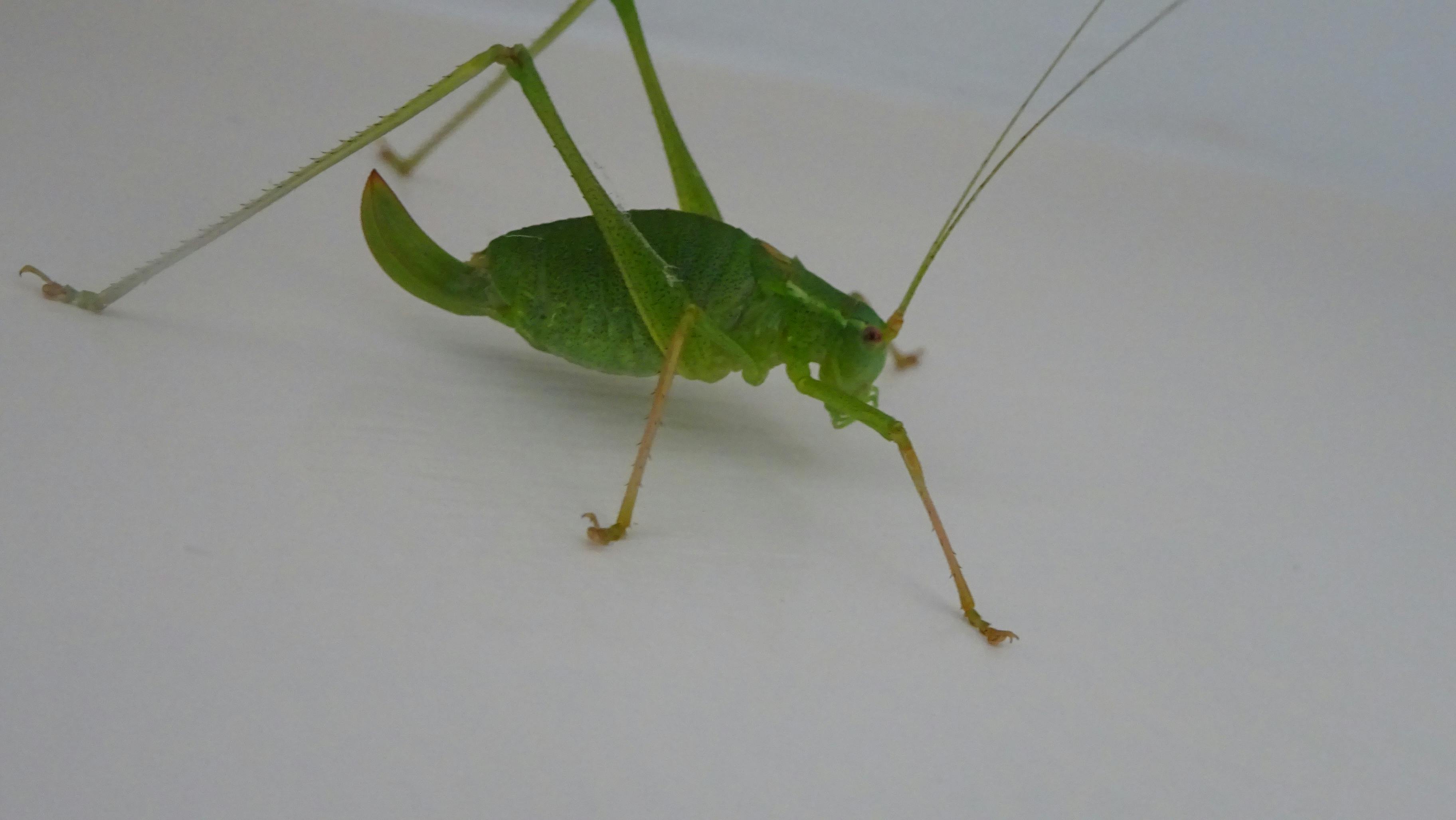 Free stock photo of grasshopper, nature photography, wildlife