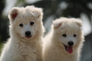 Free stock photo of animal, baby, canine