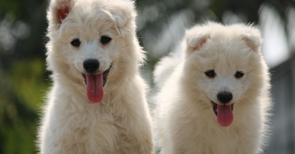 Exploring the World of Pet Fashion