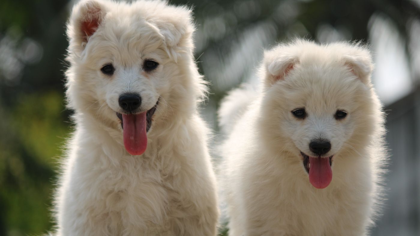 Buying a Hypoallergenic Dog: What to Check Before You Commit