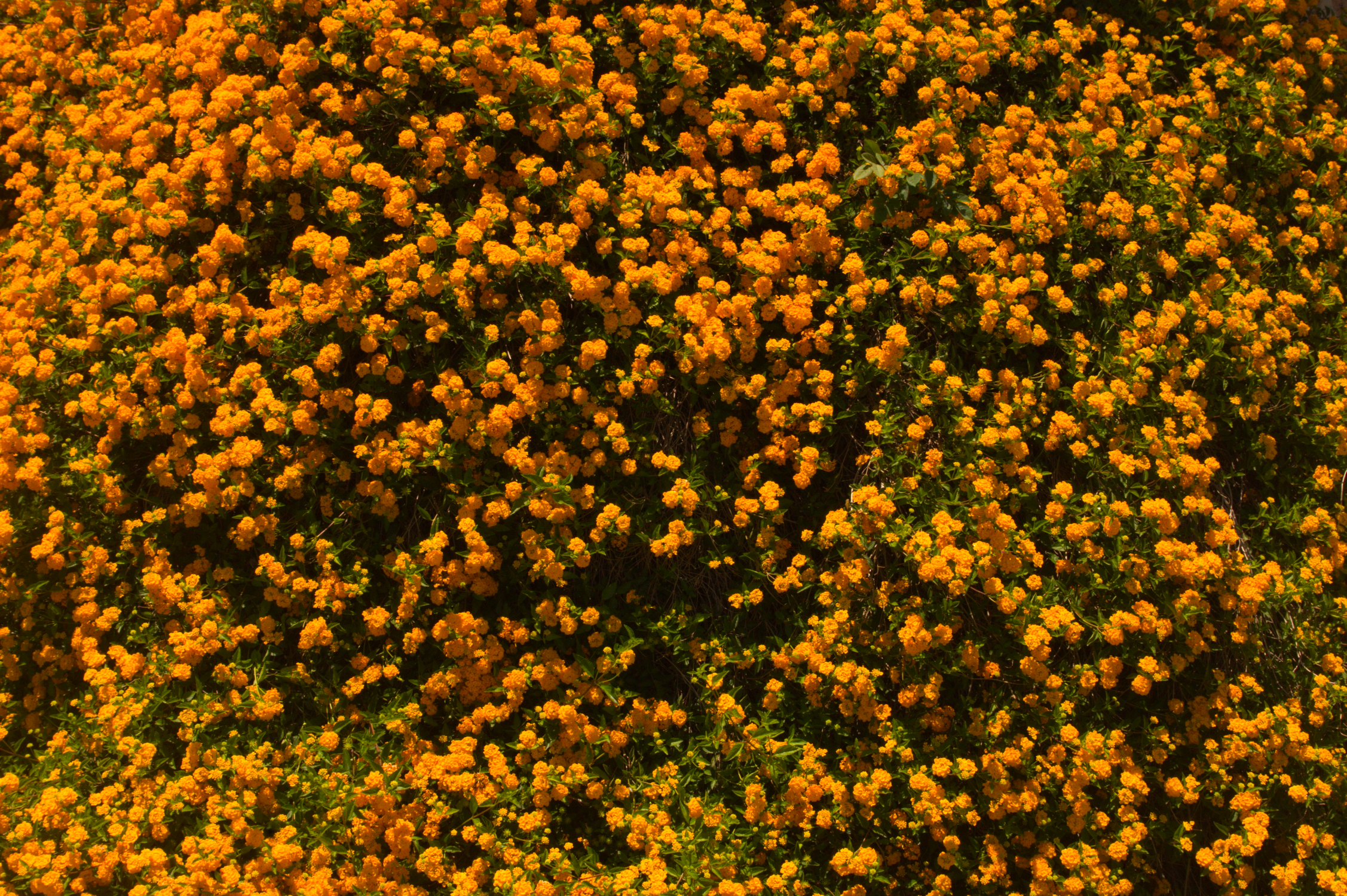 Birds Eye View of Field of Orange Flowers · Free Stock Photo