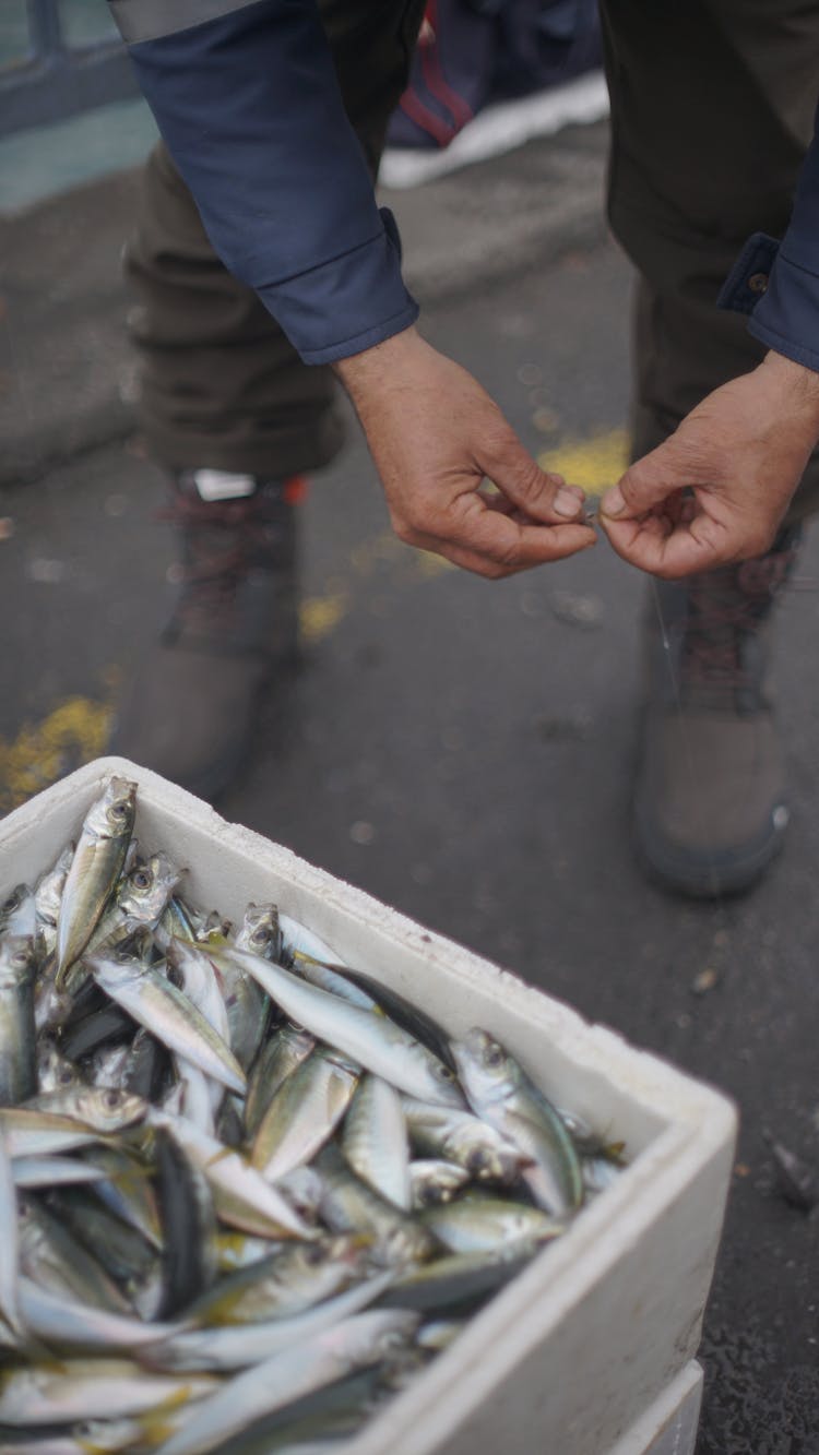 Man Hands Near Box With Fish