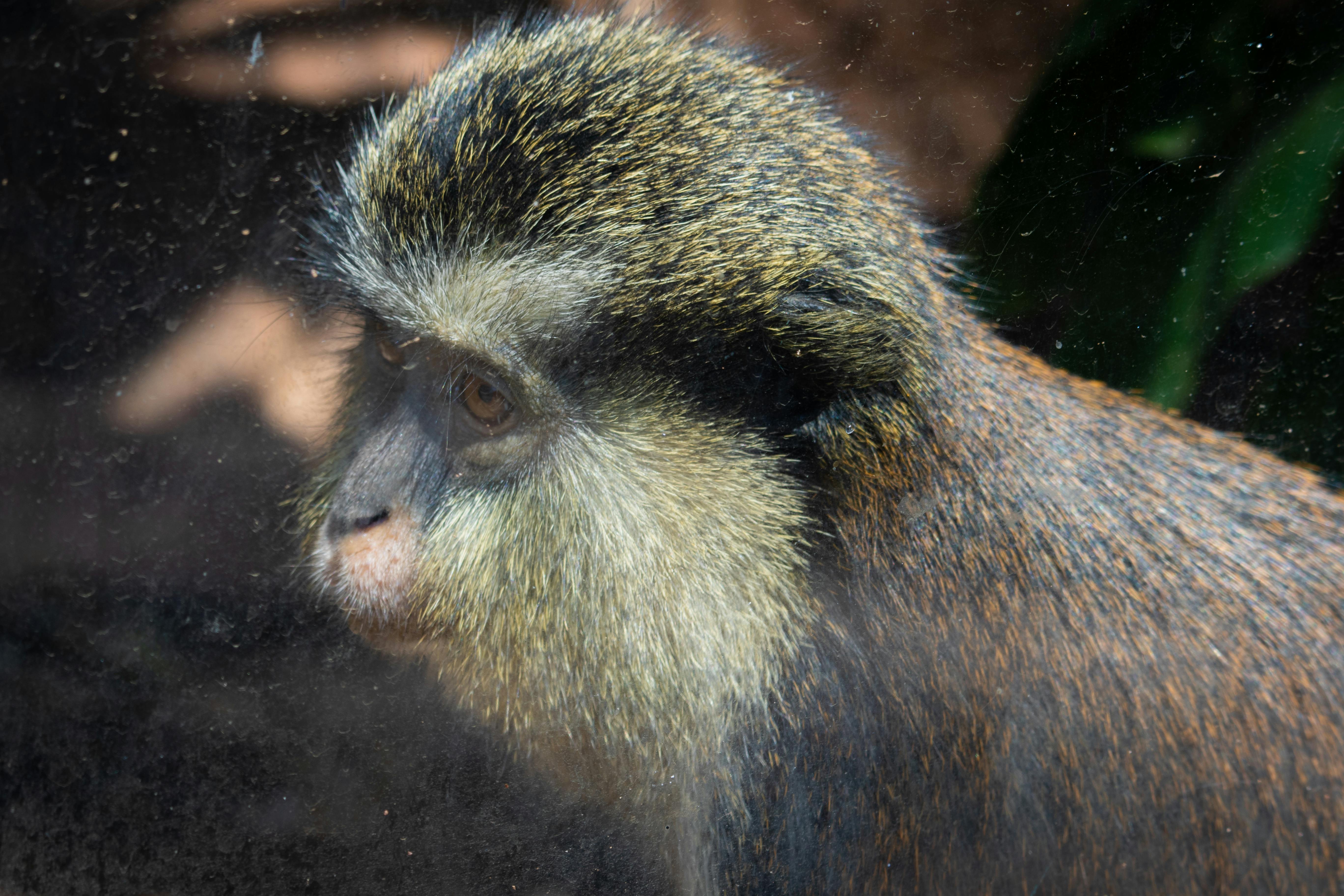 Eid al-Fitr 2026 Muslims celebrate Ramadan end moon sighting India Pakistan March 21