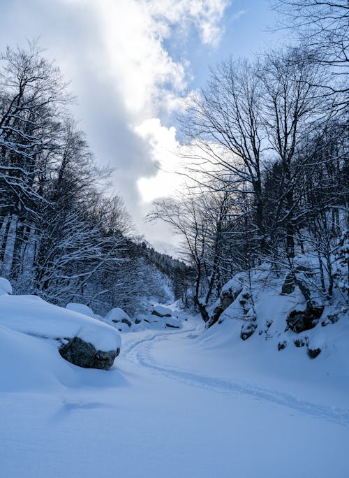 Immagine gratuita di alberi, cloud, colline