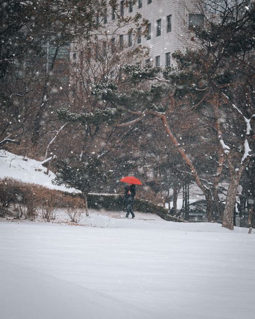 Free A person walking through a snowy park with a vibrant red umbrella during winter. Stock Photo
