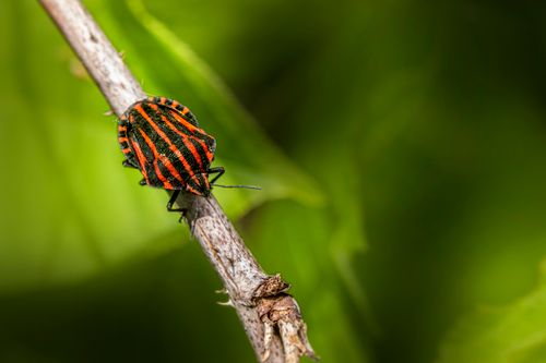 Free Macro photo of a striped shield bug perched on a branch with a green blurred background. Stock Photo