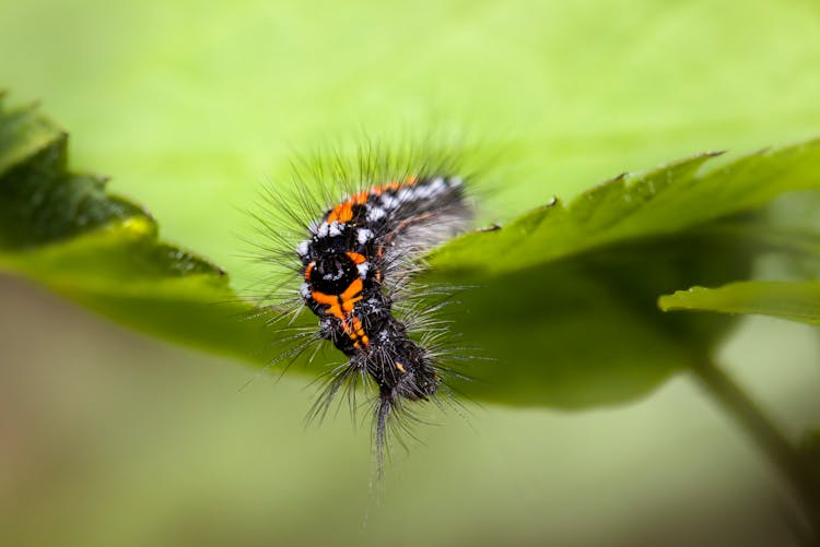 Caterpillar On A Leaf