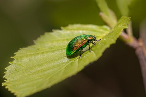 Kostenloses Stock Foto zu bug, chrysolina fastuosa, entomologie