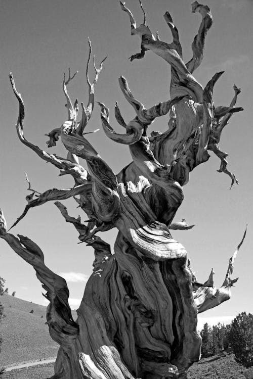 Greyscale Photo of Dead Tree on Dry Land