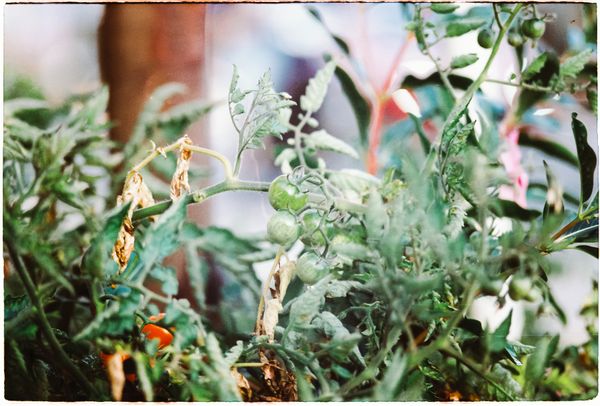 From Seedling to Market: Our Tomato Growers' Journey — Green Revolution Farmers