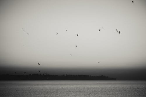 Birds Flying Over the Sea 