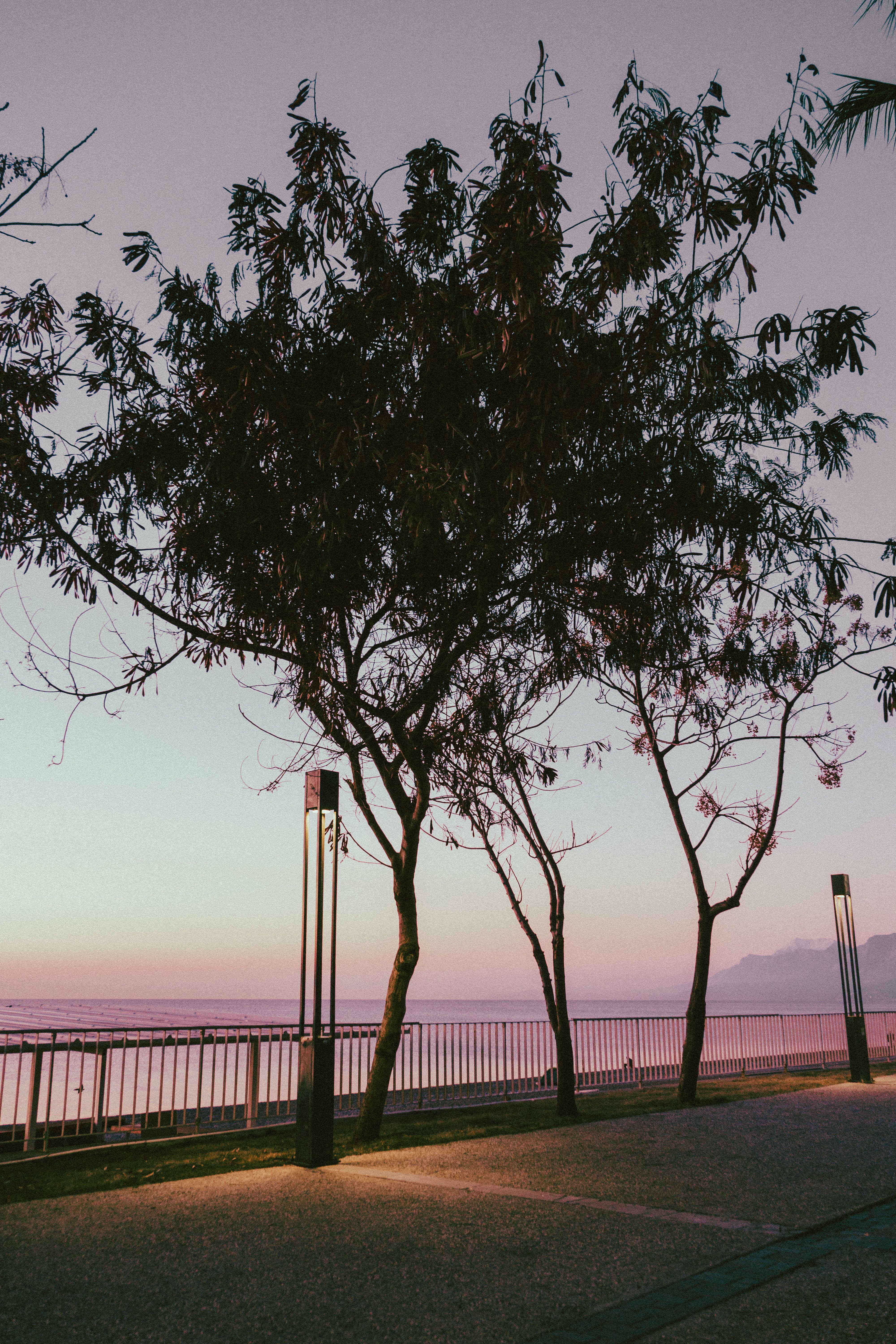 Trees on Promenade at Sunset · Free Stock Photo