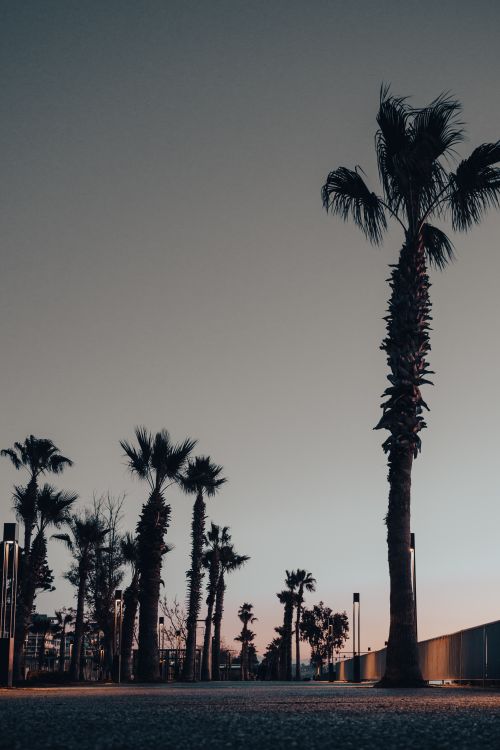 Free Twilight view of silhouetted palm trees against a clear sky on a promenade. Stock Photo