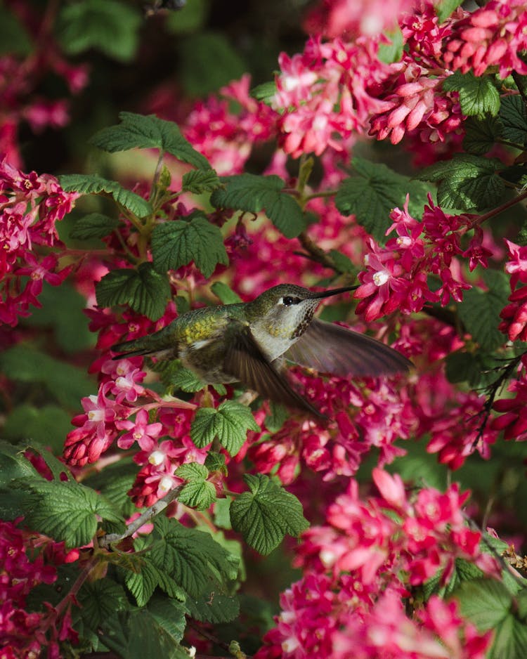 A Hummingbird Near Pink Flowers