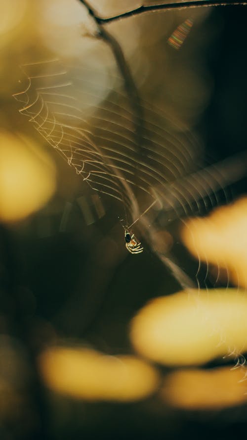 Darmowe zdjęcie z galerii z natura, pająk, pionowy strzał
