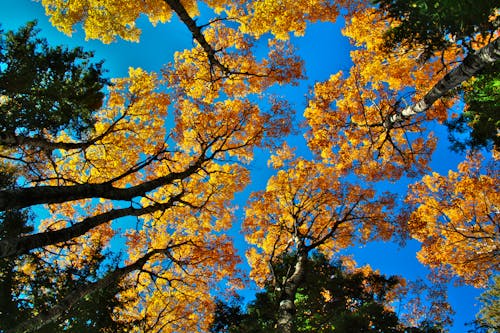 Foto stok gratis bidikan sudut sempit, hutan, musim gugur